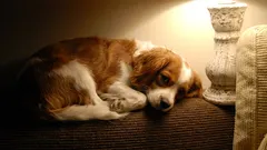 犬が家に一人でいるとき、電気をつけたままにしておくべきですか?