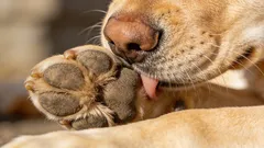 私の犬が足を舐める:最も一般的な原因と家庭でできる対処法
