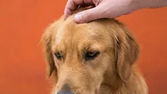 犬の飼い主が避けるべき10の「してはいけないこと」：友情を妨げる間違い