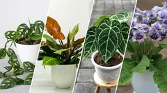 部屋が一気に垢抜けるレア観葉植物10選と失敗しない育て方のコツ