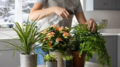 冬に観葉植物を育てる方法。いくつかの個人的なアドバイス