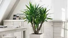 これらの11種類の観葉植物は、どんな空間もすぐに緑化します。