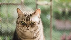 猫が裏切りと受け取るもの