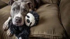 犬の寿命を延ばす7つの有用なルール