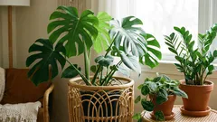 今日、ほとんどどの家にも欠かせない5つの流行の植物。