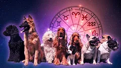 あなたの星座にぴったりの犬種は？理想のふわふわパートナーを見つけよう
