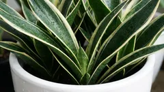 何十年も生きる:観葉植物の定番。気取らず美しい