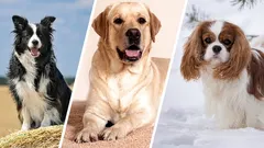 神経質な犬種：最も神経質な5匹の犬