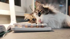 猫が愛情不足である7つの兆候