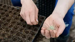 この花は2月に植えるのが最適です。