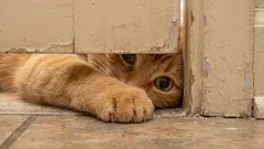 なぜ猫は最も不適切な瞬間にあなたと一緒にいたいと思うのでしょうか?なぜトイレに一緒に行きたがるのでしょうか?