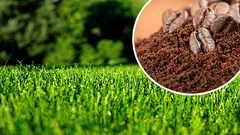 芝生にコーヒーかすを撒く:カビを発生させずに芝を厚く青々とさせるための適量